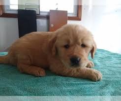 View Ad Golden Retriever Litter Of Puppies For Sale Near Illinois Sumner Usa Adn 189727