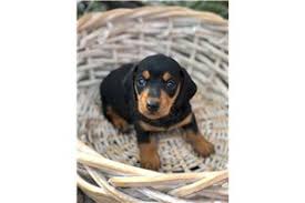 All our mini dachshund puppies for sale come with the following. Dachshund Mini Puppies For Sale From Indiana Breeders