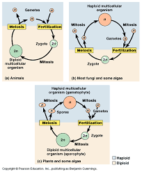 Meiosis And Sexual Life Cycles