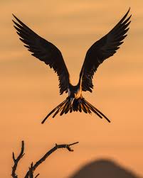 Free Images Birds In Flight Bird 29 Best Free Bird Wing Flying And Feather Photos On Unsplash Birds Flying Photography Eagle Pictures Flying Photography