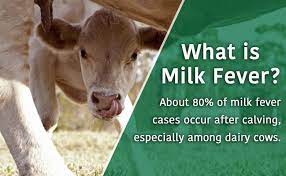 Milk Fever In Cows Bovine Milk Fever Kauffman S
