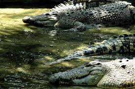 4,488 likes · 102 talking about this · 8,273 were here. Travel Guide Teluk Sengat Crocodile Farm Johor Johor Now