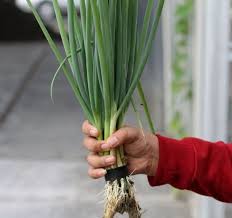 Menanam potongan daun bawang bombai di dalam air. Luar Biasa 4 Khasiat Daun Bawang Bagi Genpi Co