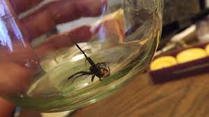Black widow spiders are black and shiny. Black Widow Spider Fan Gets Dangerously Close To His Subject Npr