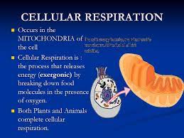 We did not find results for: Cellular Respiration Occurs In The Mitochondria Of The Cell Ppt Download