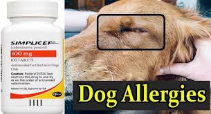 Simplicef For Dog Allergies Dog Allergies Medication For Dogs Allergies