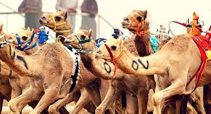 Professional camel racing, like horse racing. Camel Racing All You Need To Know Chase Your Sport Sports Social Blog