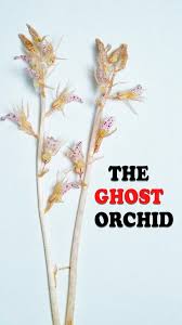 Image result for Epipogium roseum