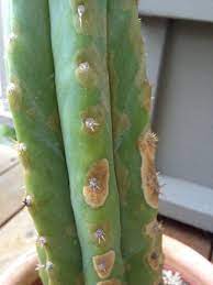 Fungus spots on cactus pads are common. Cactus Fungus Treatment Learn About Fungal Lesions On Cactus Dummer Garden Manage Gfinger Es La App De Jardineria Mas Profesional