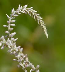 Image result for Hermbstaedtia