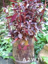 Image result for Alternanthera sessilis