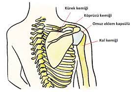 Kürek kemikleri arasında veya çevresinde keskin acı, künt ağrı, sızlama. Kurek Kemigi Nerededir Fonksiyon Ve Hastaliklari Doktor Fizik