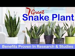 What gives the snake plant its name? 7 Great Snake Plant Benefits Proven In Research Studies