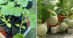 Ada 20 gudang lagu mari belajar cara tanam tembikai paert 1 terbaru, klik salah satu untuk download lagu mudah dan cepat. Ini 2 Teknik Terbaik Nak Tanam Rock Melon Dalam Pasu Yang Ramai Tak Tahu