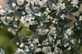 Image result for Colletia