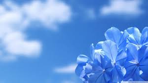Check spelling or type a new query. White Blue Flowers Hd Wallpapers Wallpaper Cave