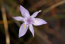 Image result for Moraea stricta