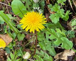 Image result for Taraxacum