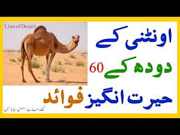 After reading about the benefits camel milk possesses i am sure most of you will start using it in your daily lives. Ontni Ka Doodh I Oontni Ke Doodh Ke Fayde I Benefits Of Camel Milk I Oon U Desihealthtips18