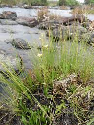 Image result for Orthochilus