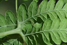 Image result for Histiopteris