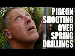 Pigeon shooting over spring drillings