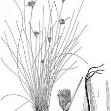 Image result for Scleria tessellata