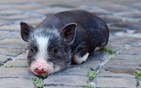 General Facts About Mini-Pigs | VCA Animal Hospital | VCA Animal Hospitals