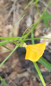 Image result for Afrohybanthus