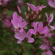 Image result for Cleome elegantissima
