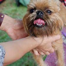 Although the coat of your dog looks in a good shape we are professional groomers who have experience with different dogs, so you have nothing to be afraid of when you entrust your pet to them. Mobile Dog Grooming Las Vegas Best Prices Service In Nv
