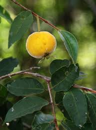 Image result for Eugenia aschersoniana