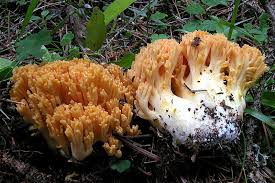 Ci sono funghi govorushki commestibili e non commestibili. Ramaria Largentii Funghi Non Commestibili O Sospetti Funghi In Italia Fiori In Italia Forum Micologia E Botanica