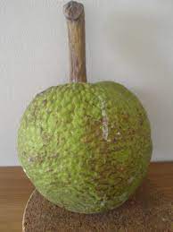 Buah sukun updated their profile picture. Sukun Fruit Aileenbaby