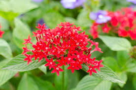 Maybe you would like to learn more about one of these? Flowers That Bloom Year Around In Florida Go Get Em Lawn Services