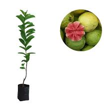 Tamaninspirasi.com menyediakan bibit tanaman buah dan tanaman hias dari berbagai varietas dan ukuran. Jual Bibit Tanaman Buah Jambu Getas Merah Shopee Indonesia