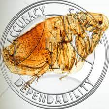 Check spelling or type a new query. Bubonic Flea Prepared Microscope Slide