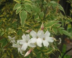 Image result for Jasminum schimperi
