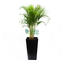 Image result for Dypsis