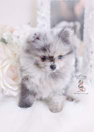Browse the widest, most trusted source of puppies for sale, from german shepherds to goldendoodles. Merle Pomeranian Puppies Florida Teacup Puppies Boutique