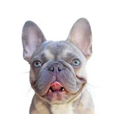 Explore 58 listings for blue fawn pied french bulldog at best prices. Chrome Wigglebutz Lilac Fawn Stud With Striking Light Blue Eyes Tri Carrier Carrying Tan Fawn French Bulldog Blue Fawn French Bulldog French Bulldog Blue