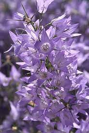 Campanula Ranunculus Heavenly Blue Summer Flowers Seasonal Flowers Campanula