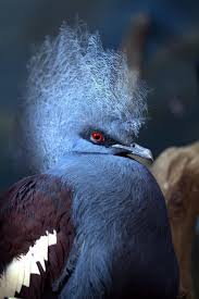 Name Bird With Crazy Hair Photo By Alex72 So Many Captions Come To Mind See This Birds Pet Birds Beautiful Birds