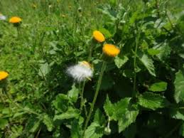 Image result for Crassocephalum vitellinum