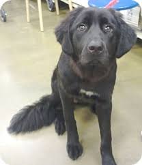 You might also like these: Orlando Fl Labrador Retriever Meet Kira A Pet For Adoption