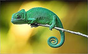 Watch this chameleon change from green to bright yellow in less than a minute. Chameleon Description Types Structure How Much He Lives Habits Photos And Video Animals