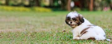 The abandonment of booboo solved a few months ago, we adopted a great little shih tzu that had been abandoned in our neighborhood. How To Potty Train A Shih Tzu Puppy Wag