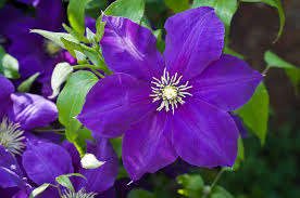 Quindi dovete scegliere le tipologie di piante perenni più adatte al vostro balcone, per ampiezza e dimensione, oltre che per esposizione e soprattutto per il. 6 Fiori Da Balcone All Ombra E Al Sole Cifo