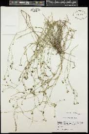 Image result for Belonophora coffeoides