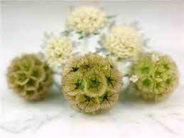 Paper Moon Scabiosa Baker Creek Heirloom Seed Co Heirloom Seeds Heirloom Seeds Catalog Flower Seeds